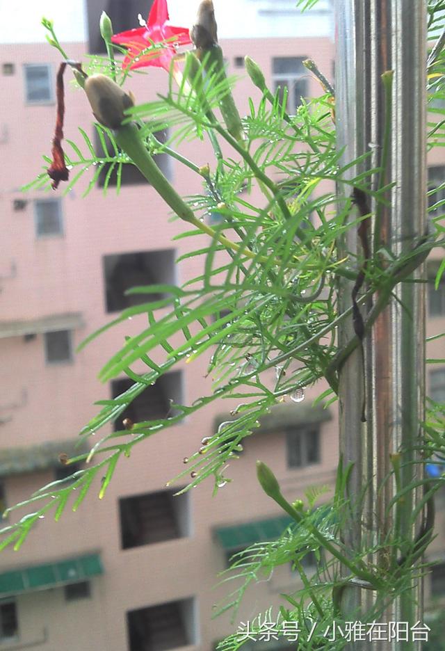 爬藤植物有哪些，一年四季不枯萎的爬藤植物（7种“爬藤花”）