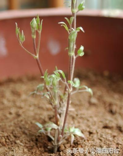 爬藤植物有哪些，一年四季不枯萎的爬藤植物（7种“爬藤花”）