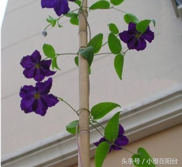 爬藤植物有哪些，一年四季不枯萎的爬藤植物（7种“爬藤花”）