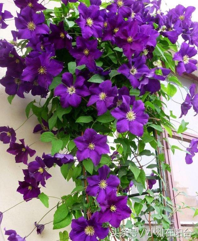 爬藤植物有哪些，一年四季不枯萎的爬藤植物（7种“爬藤花”）