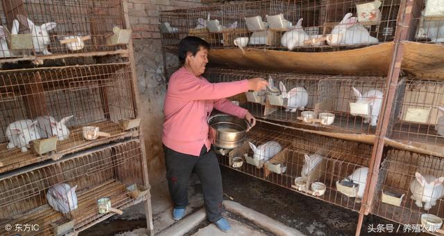 幼兔的喂养方法，肉兔幼兔饲养方法（幼兔饲养管理要点）