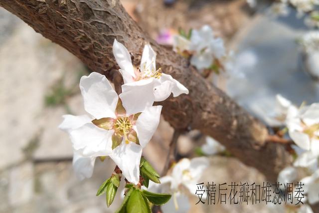 蔷薇科最小的花，蔷薇科蔷薇属·蔷薇：细嗅蔷薇