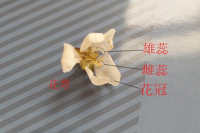 蔷薇科最小的花，蔷薇科蔷薇属·蔷薇：细嗅蔷薇