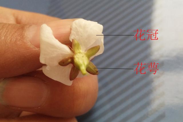 蔷薇科最小的花，蔷薇科蔷薇属·蔷薇：细嗅蔷薇