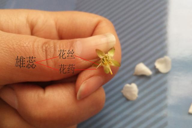 蔷薇科最小的花，蔷薇科蔷薇属·蔷薇：细嗅蔷薇