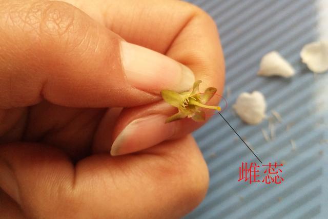 蔷薇科最小的花，蔷薇科蔷薇属·蔷薇：细嗅蔷薇