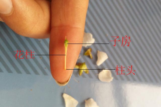 蔷薇科最小的花，蔷薇科蔷薇属·蔷薇：细嗅蔷薇