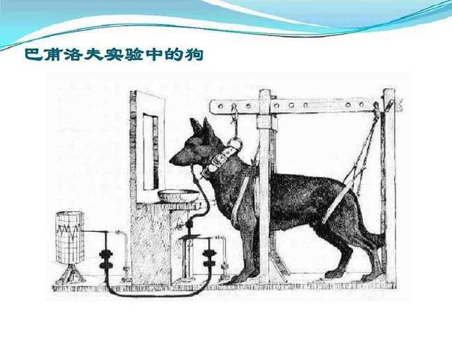 巴甫洛夫的狗实验，巴甫洛夫的狗有何意义（本来是他的亲弟弟）