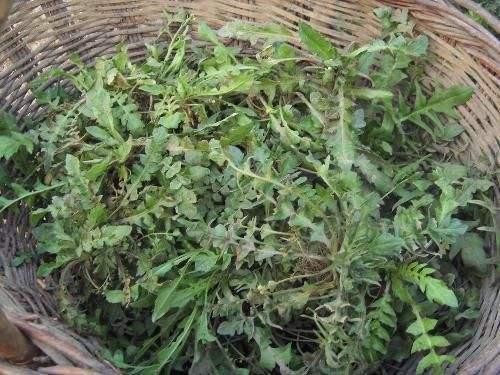 荠菜菜根啥样，荠菜根不仅美味