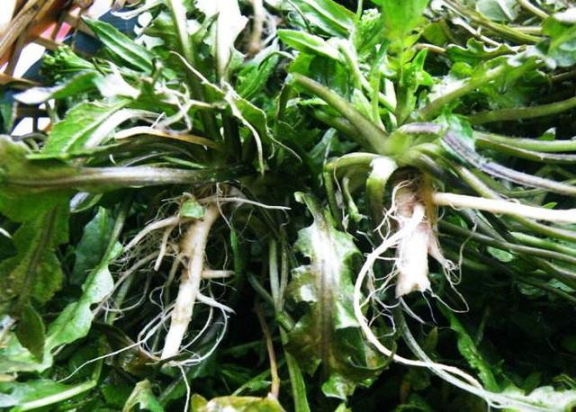 荠菜菜根啥样，荠菜根不仅美味