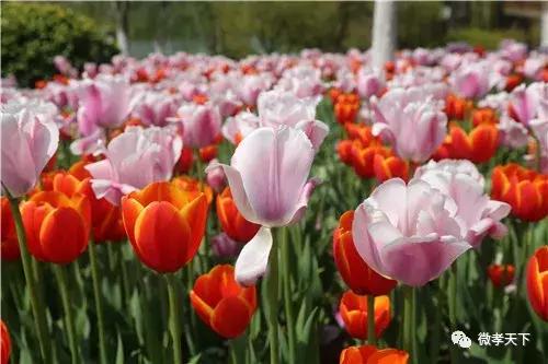 孝感哪些旅游景点值得去玩的，春赏花夏消暑秋观叶