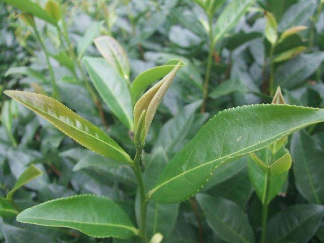 正岩肉桂茶属于什么茶，武夷正岩肉桂是什么茶