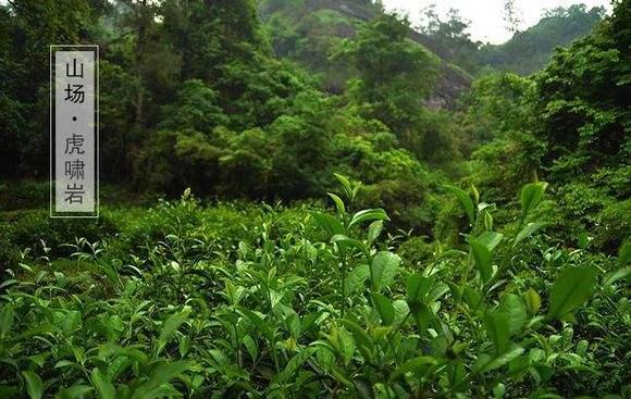 正岩肉桂茶属于什么茶，武夷正岩肉桂是什么茶