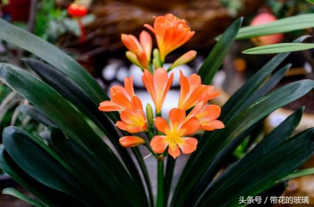 君子兰什么品种好，好的君子兰品种名有哪些