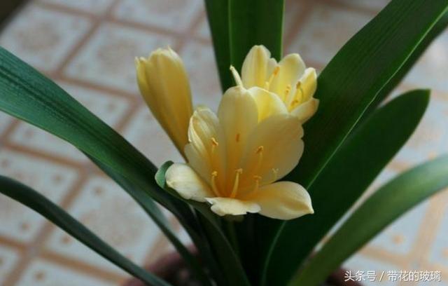 君子兰什么品种好，好的君子兰品种名有哪些