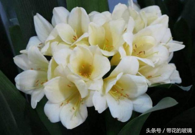 君子兰什么品种好，好的君子兰品种名有哪些