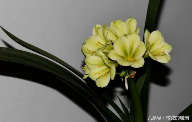 君子兰什么品种好，好的君子兰品种名有哪些