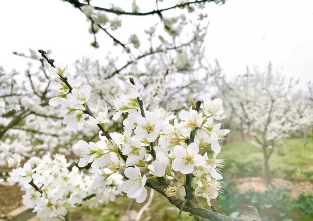 龙泉花海景区，与龙泉齐名的小众桃花海