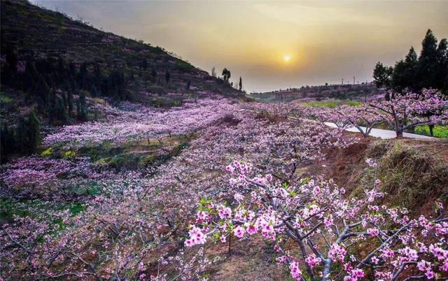 龙泉花海景区，与龙泉齐名的小众桃花海