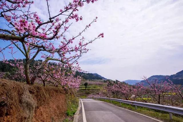 龙泉花海景区，与龙泉齐名的小众桃花海