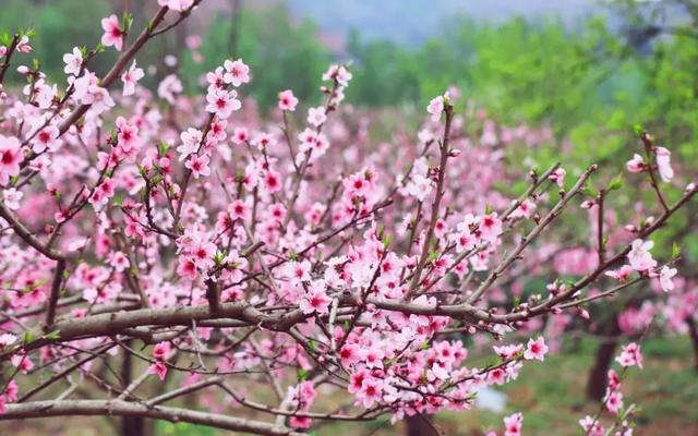 龙泉花海景区，与龙泉齐名的小众桃花海