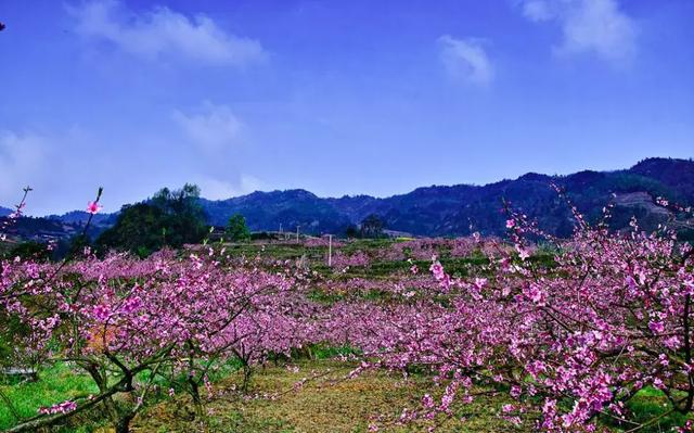 龙泉花海景区，与龙泉齐名的小众桃花海