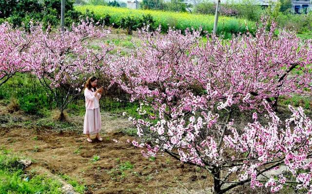 龙泉花海景区，与龙泉齐名的小众桃花海