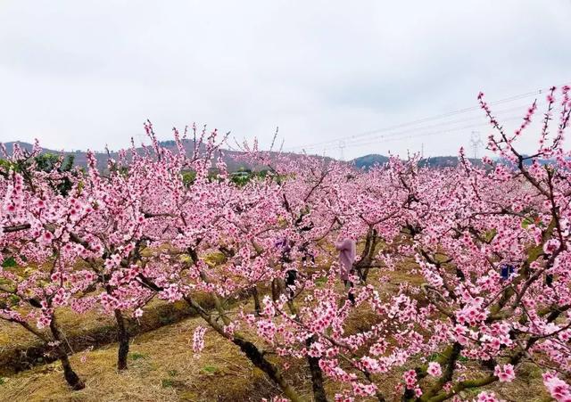 龙泉花海景区，与龙泉齐名的小众桃花海