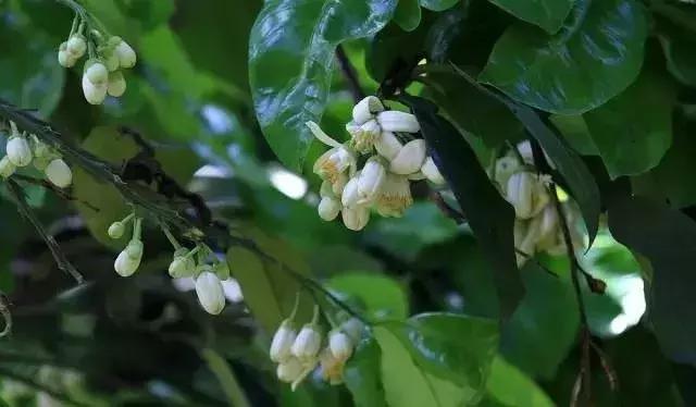 龙泉花海景区，与龙泉齐名的小众桃花海
