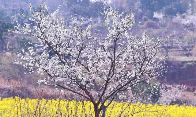 龙泉花海景区，与龙泉齐名的小众桃花海