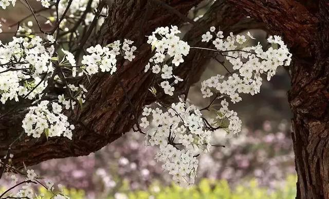 龙泉花海景区，与龙泉齐名的小众桃花海