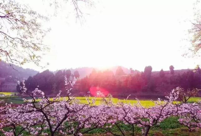 龙泉花海景区，与龙泉齐名的小众桃花海