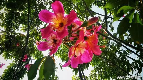 广州千年以上的古村，广州市天河区这个城中村