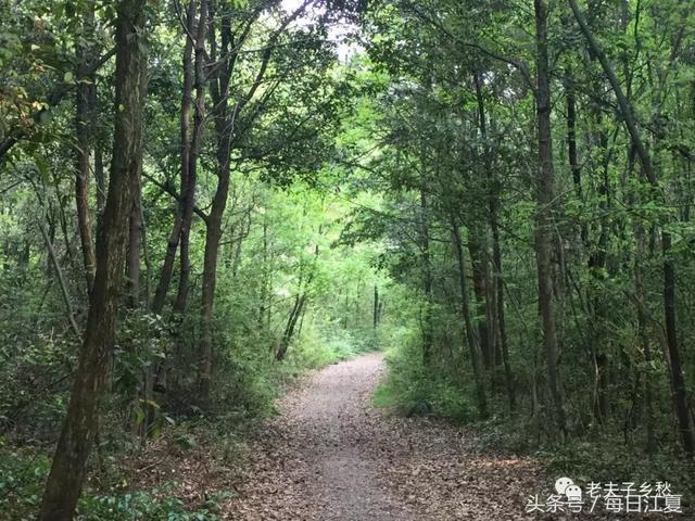 回到乡村做隐士，守护乡村的天使