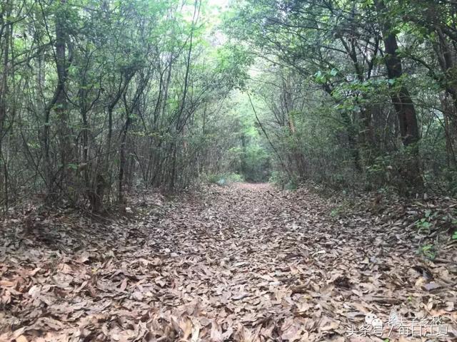 回到乡村做隐士，守护乡村的天使