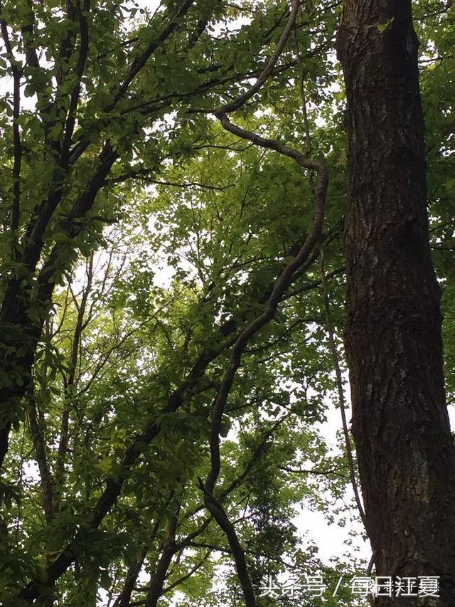 回到乡村做隐士，守护乡村的天使