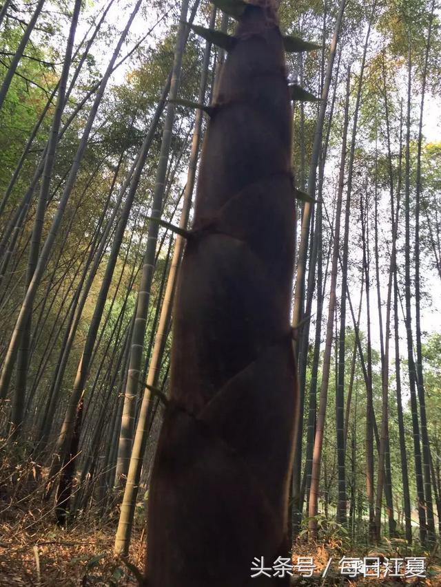 回到乡村做隐士，守护乡村的天使