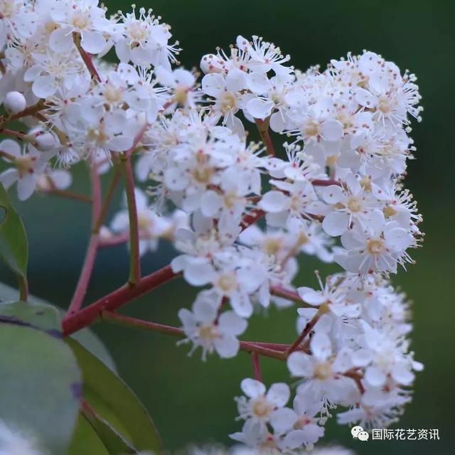 你认识石楠花吗，史上最污最邪恶的花