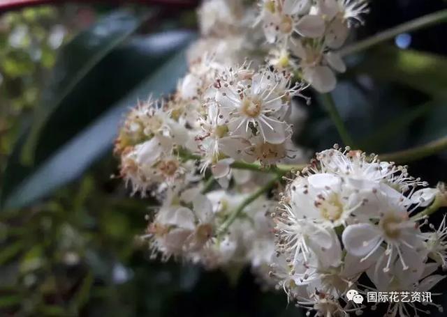 你认识石楠花吗，史上最污最邪恶的花