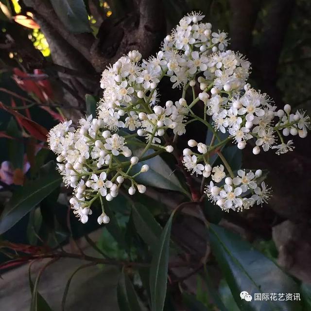 你认识石楠花吗，史上最污最邪恶的花