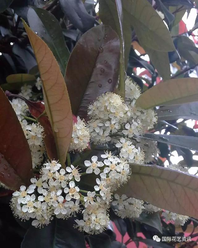 你认识石楠花吗，史上最污最邪恶的花