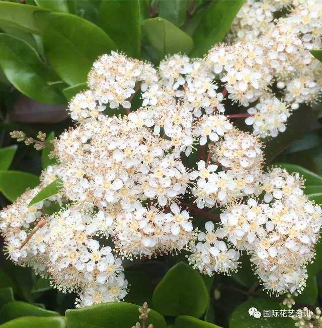 你认识石楠花吗，史上最污最邪恶的花
