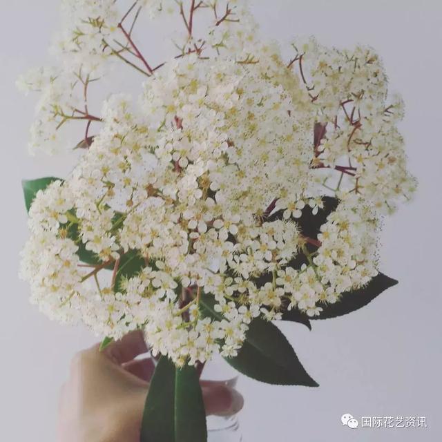 你认识石楠花吗，史上最污最邪恶的花