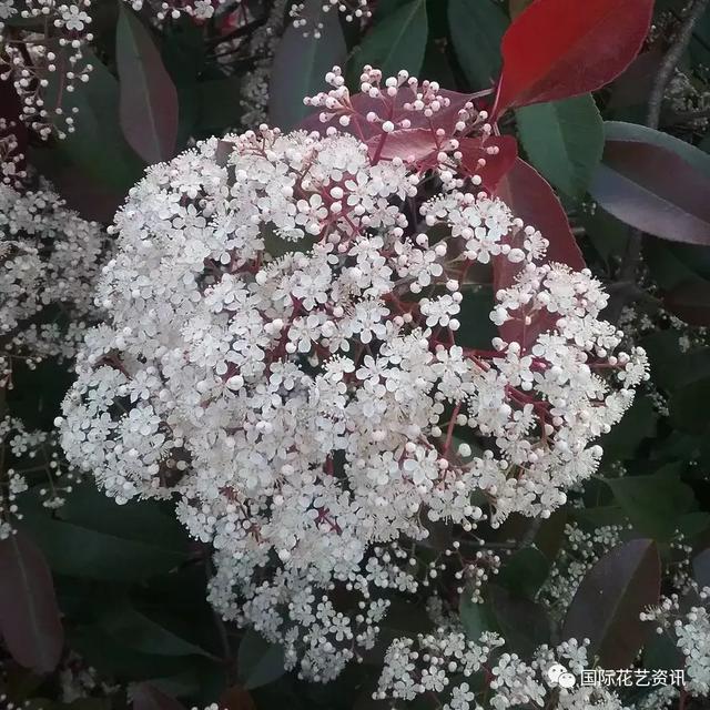 你认识石楠花吗，史上最污最邪恶的花