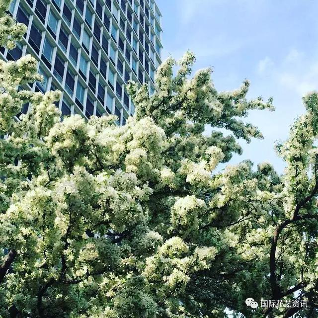 你认识石楠花吗，史上最污最邪恶的花