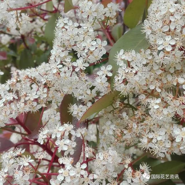 你认识石楠花吗，史上最污最邪恶的花