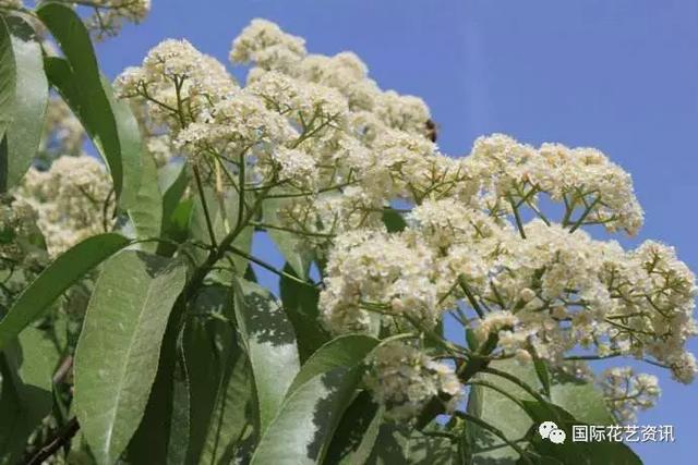 你认识石楠花吗，史上最污最邪恶的花