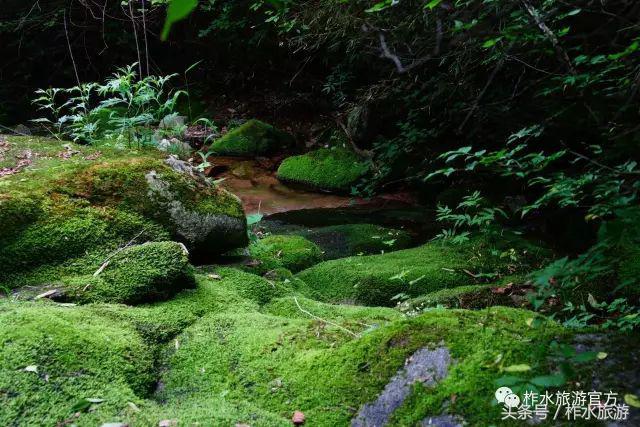 柞水县旅游必去的景点，柞水这几个景点踏青正好