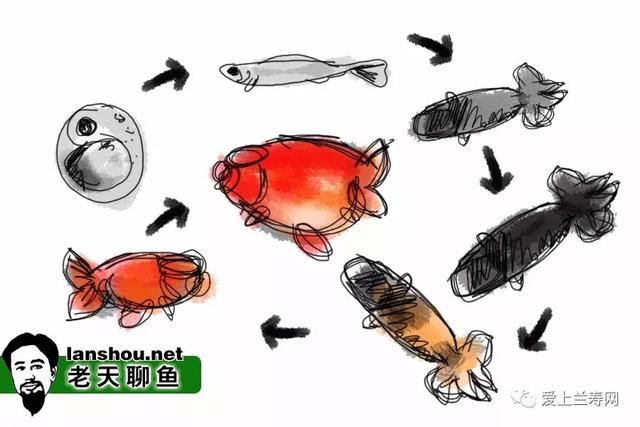 金鱼用什么游泳，金鱼的游泳特点是什么