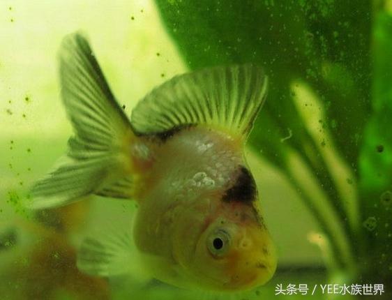 鱼缸除藻最佳方法，鱼缸怎么除藻更好（大大小小的十缸鱼证明了清道夫鱼可以除藻）